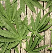 Thailand Recriminalizes Cannabis