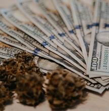 What Happened to the Merger of Barney's Farm, Sensi Seeds & ILGM?