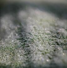 Why Freeze-Dry Hash and Cannabis Extractions?