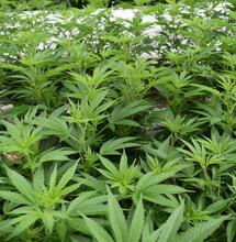 Wie funktionieren die deutschen Cannabis Social Clubs?