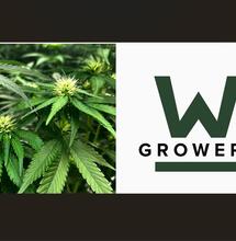 Wietexperiment teler nr 9 Growery levert nu ook cannabis
