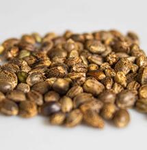 Will Cannabis Seeds Be Banned in 2026 Under New U.S. Law?