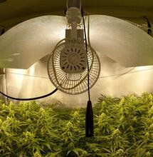 L’art du compromis en cultures hydroponiques