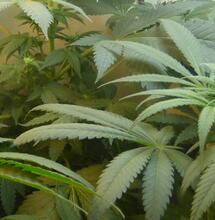 Culture indoor : les 10 astuces pour se préparer à l'hiver