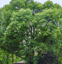 Wiązowiec południowy. Mało znany kuzyn konopi