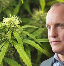 Woody Harrelson ouvre un dispensaire boutique à West Hollywood