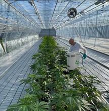 Začíná se pěstovat konopí pro nizozemský experiment