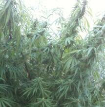 Les françaises des tropiques