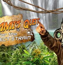 Zammi's Quest