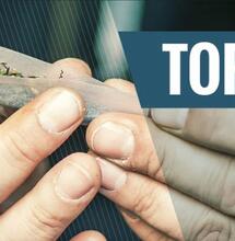 Les 10 meilleures alternatives au tabac pour les joints