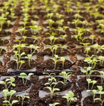 Privater Anbau in Deutschland bald legal?