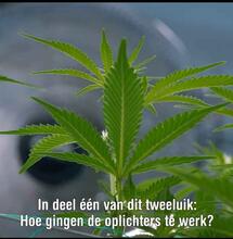 Zembla: Het cannabisbedrog, de fraude