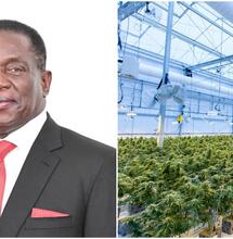 Zimbabwe President Commissions Multi-Million Cannabis Facility