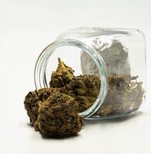 Zkažená marihuana? Poznejte ji podle našich rad