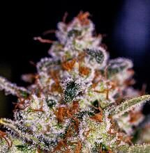 4 variedades que producen mucha cantidad en las extracciones