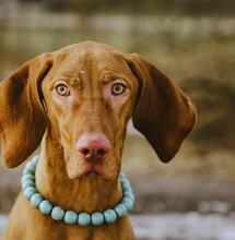 Zwierzęta bez lęków: CBD w redukcji stresu