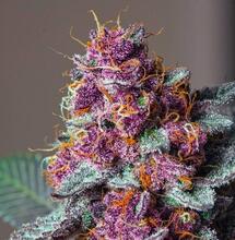 Związki Cannabis sativa L.