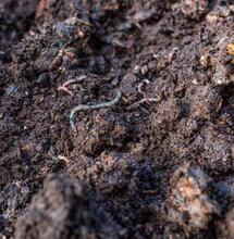 Žížalí kompost - elixír pro půdu a rostliny konopí