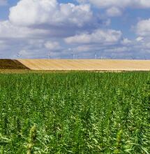 Cambiare il sistema, non il clima, scegliendo la canapa come energia sostenibile