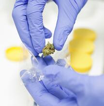 Cannabis Medicinale 2025: a Lecce un workshop nazionale tra botanica e clinica