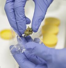 Cannabis: via libera in Calabria all' uso terapeutico