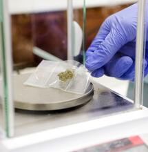 Sicilia e cannabis medica: erogazione gratuita in tutta la Regione