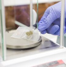 Philip Morris punta silenziosamente alla cannabis medica