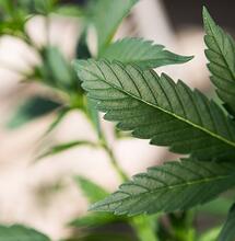 Genova antipro per la fine del proibizionismo