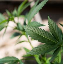 Cile: cannabis pronta per la nuova Costituzione