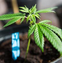 Sospeso dalla Curia il prete che donava cannabis su facebook