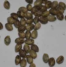 A Beginner’s Guide for Breeding Cannabis Seeds