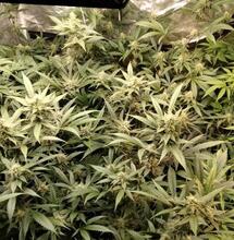 A Cannabis Plant’s Transition Stage and What to Know When Flowering