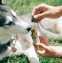 Your Pet on Pot: CBD Oil Can Help Combat Cancer