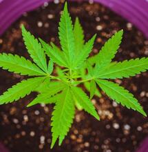 how to grow Blueberry cannabis