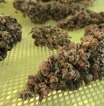 Manicura, secado y curado de la marihuana