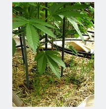 ¿Cómo hacer acolchado orgánico para marihuana? Cálculo C/N