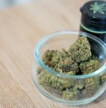 ¿Es el cannabis un adaptógeno?