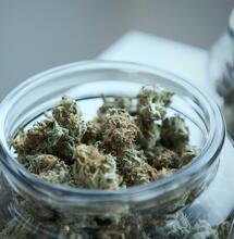 Cime di marijuana: come riconoscere quelle di buona qualità. Ne parliamo con Giuseppe Nicosia