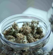  Stoney Tark’s Top Tips on Growing Cannabis