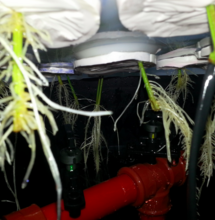 Raíces de cannabis en aeroponia, solo con agua de grifo.