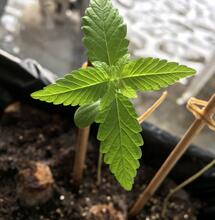 Características del agua para clonar marihuana