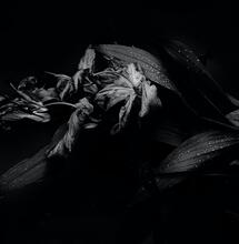 Des nouvelles de Mr Nice