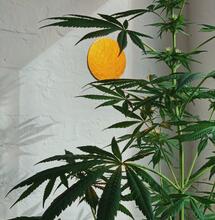 Grazie a Alejo-Reinoso  per la foto. Pianta di canapa