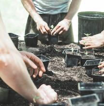 ¿Cómo hacer un trasplante de cannabis?