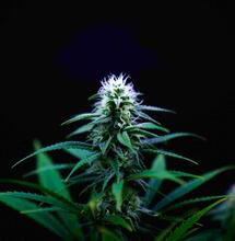 420, el día de la marihuana