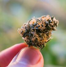 Find out more about the Runtz cannabis strain, its properties and effects, and learn how to successfully grow this type of weed both indoors and outdoors. 