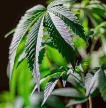 vegging cannabis plants