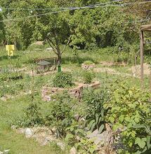 All together: consociazione della piante e permacultura