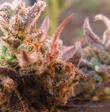 All You Need To Know About Harvesting