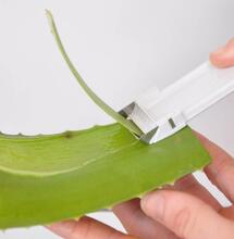 El aloe vera es un magnífico soporte para la propagación de la marihuana.